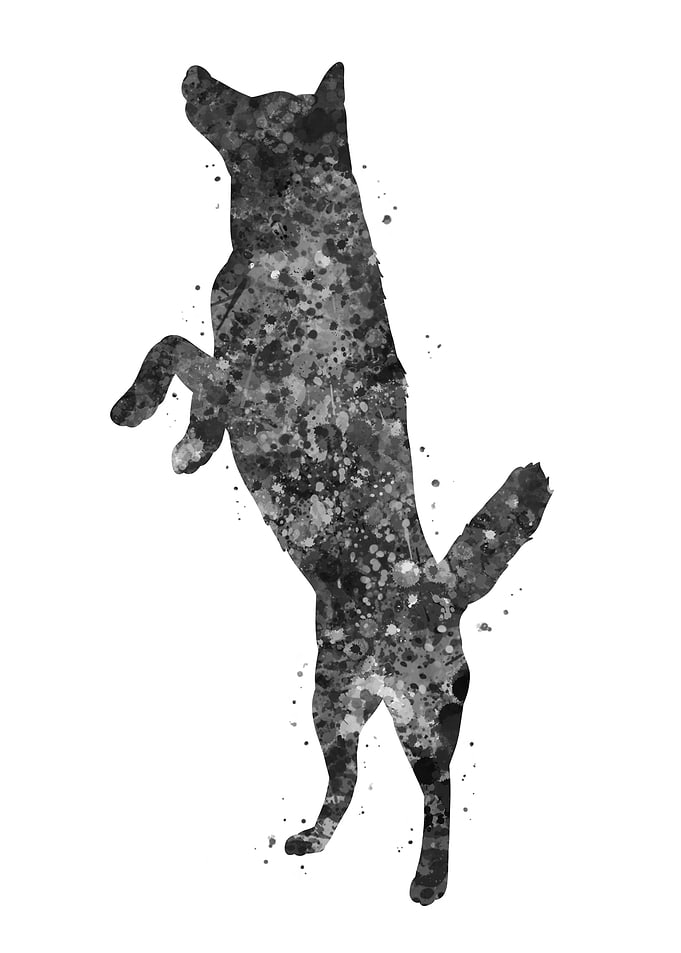 Siberian Husky