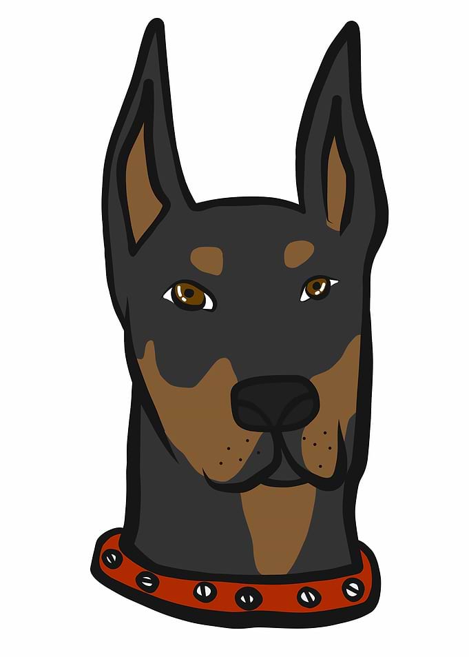 Doberman dog face