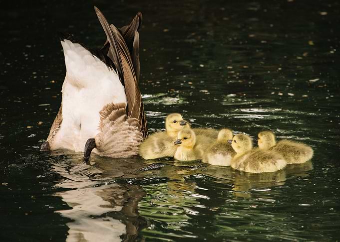 SWANS