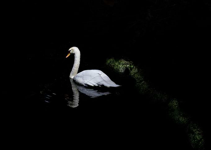 SWANS