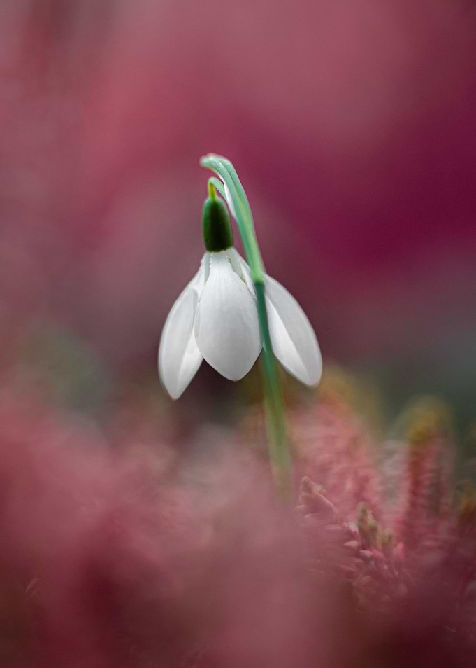 Violet snowdrop
