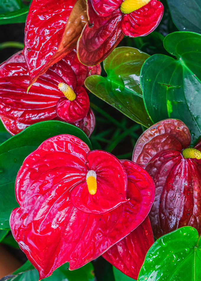 Anthurium in red