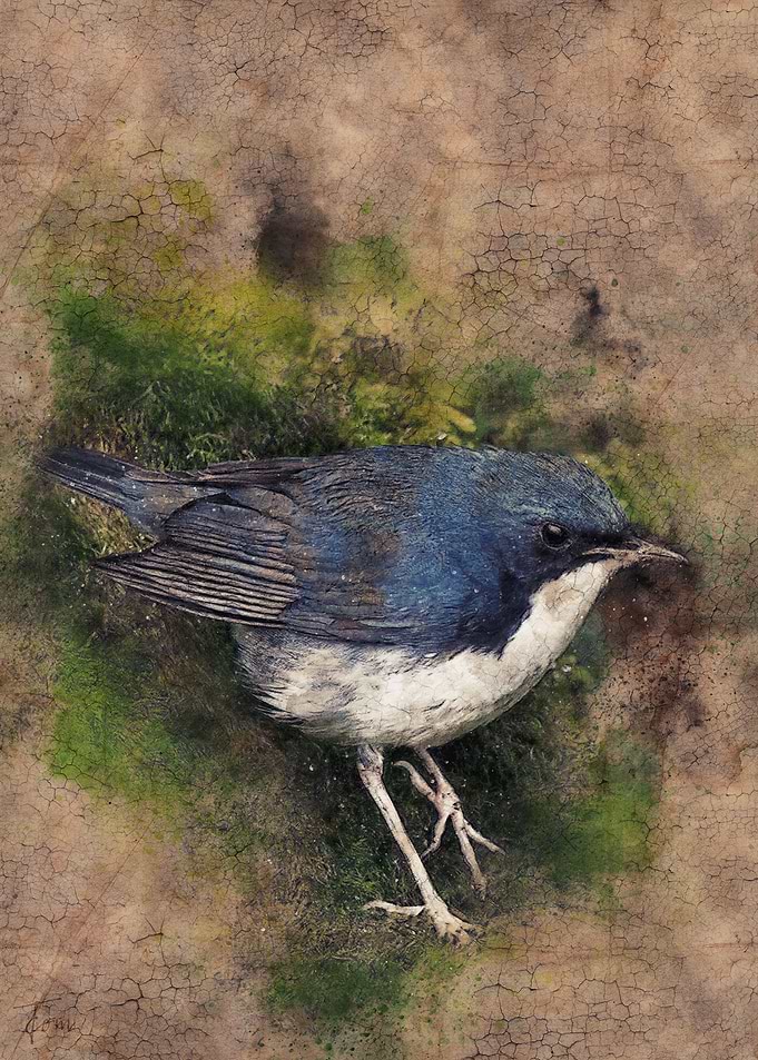Blue tit