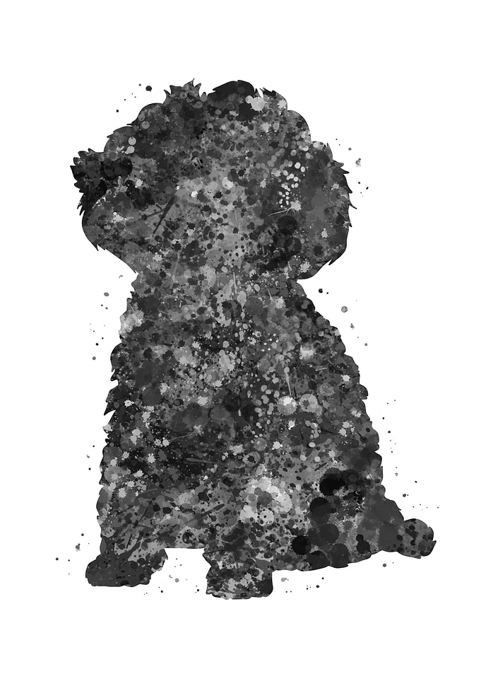 Toy Poodle Dog
