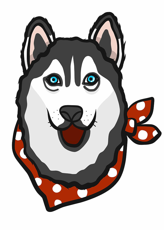 Siberian Husky dog face