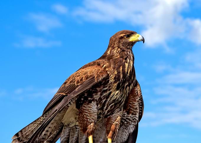 Eagle