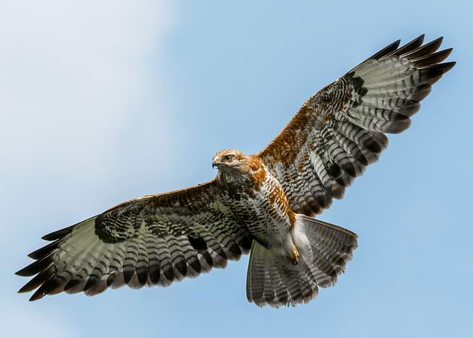 Eagle