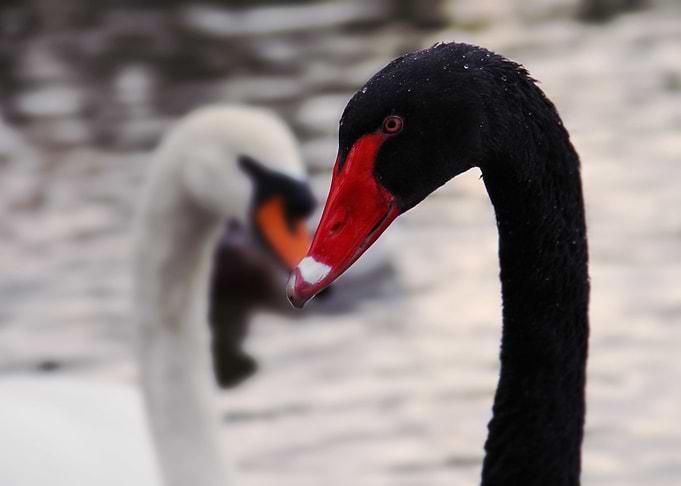SWANS