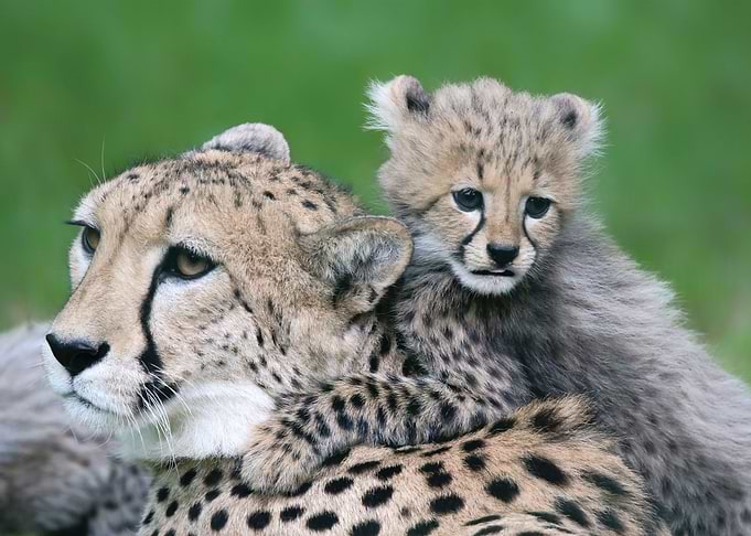 Leopard
