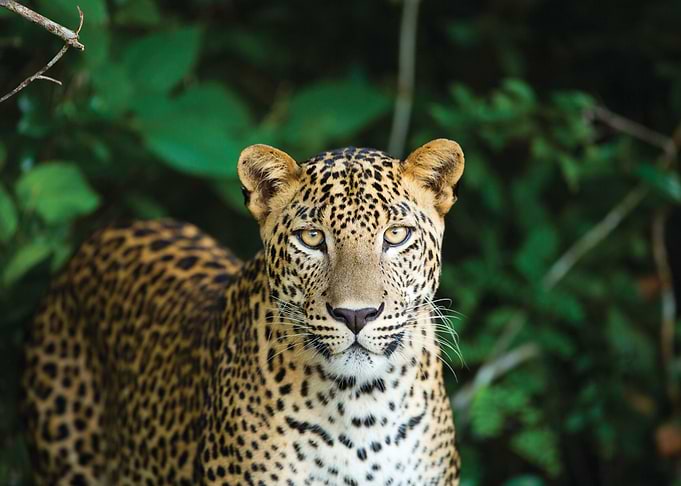 Leopard