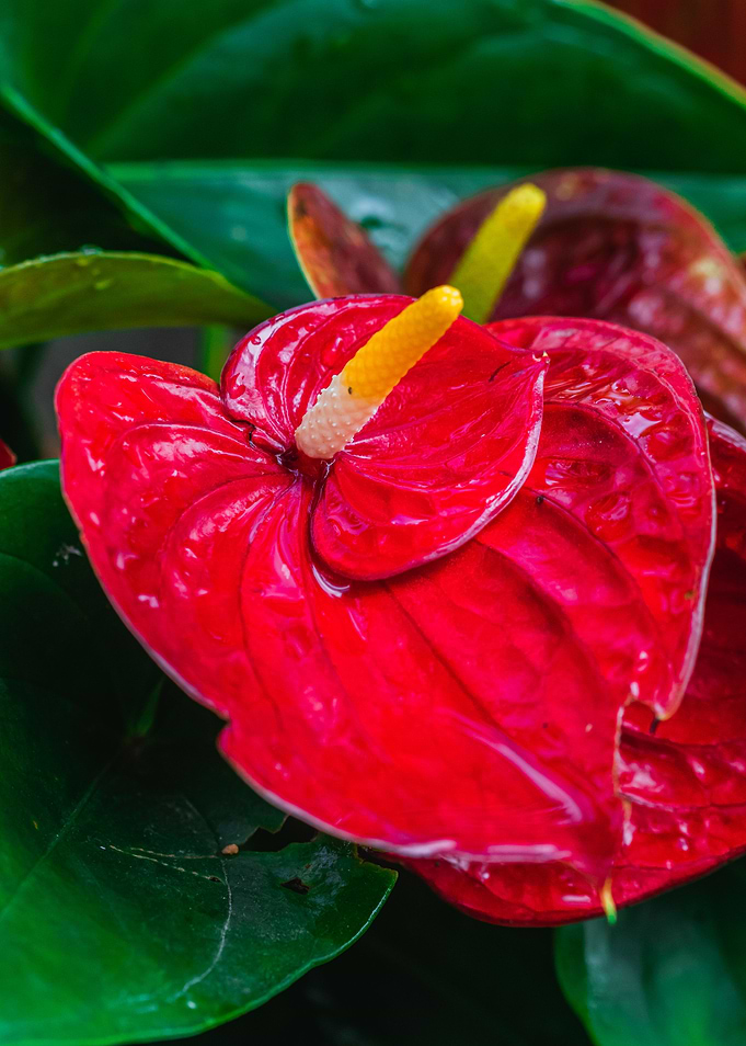 Anthurium in red