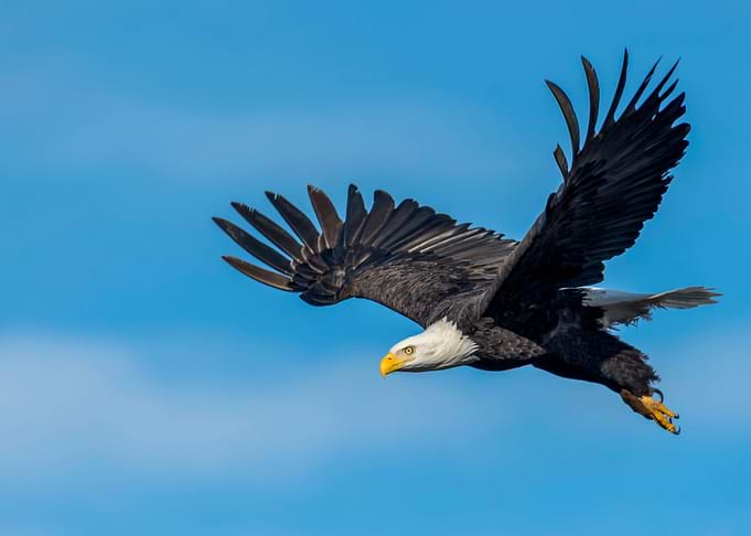 Eagle
