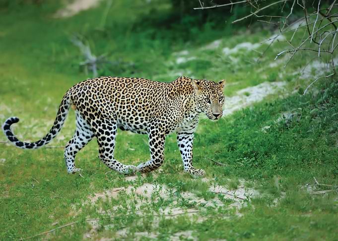 Leopard