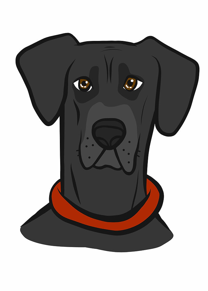Great Dane dog face