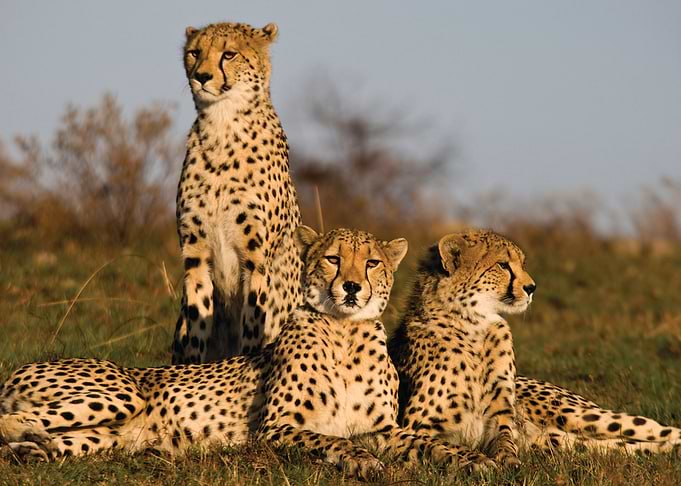 Leopard