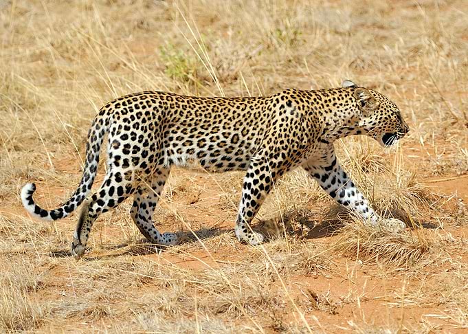 Leopard