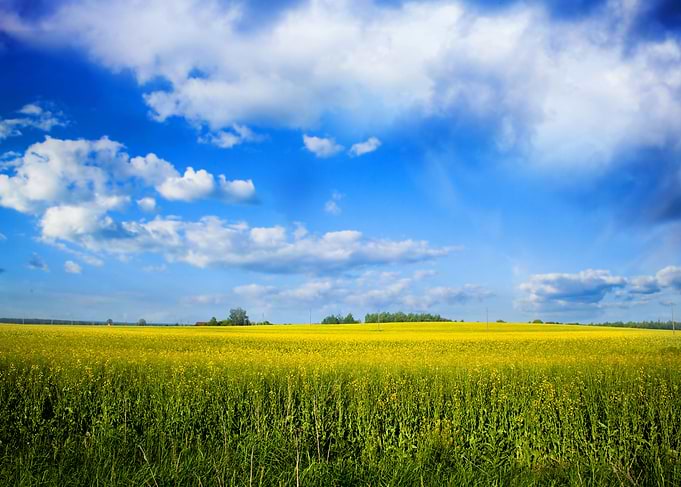 Green field landscape