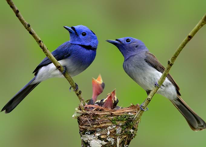 Bird