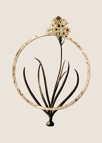 Gold Arabian Starflower