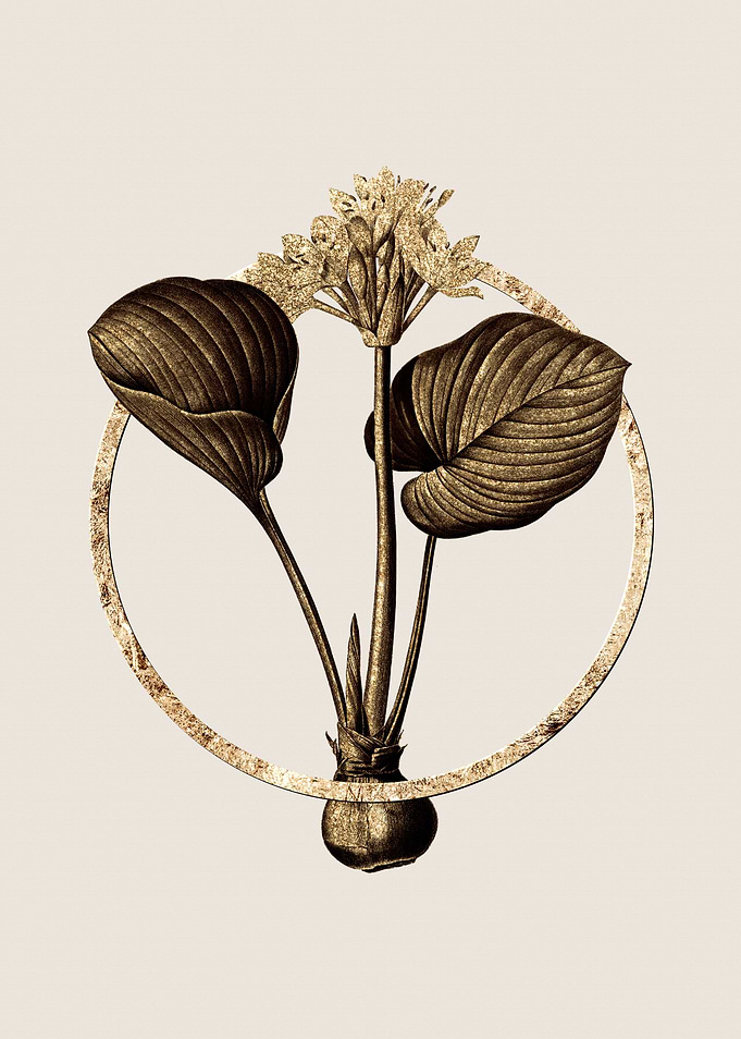 Gold Cardwell Lily Flower