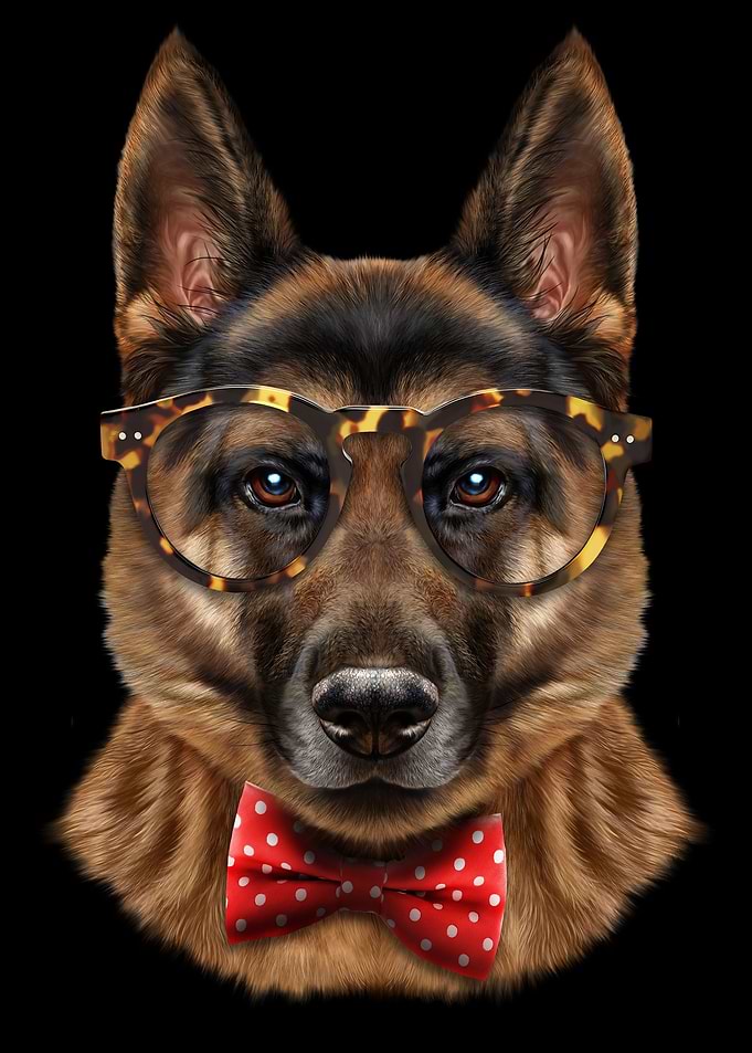 Dandy German Shepherd Dog