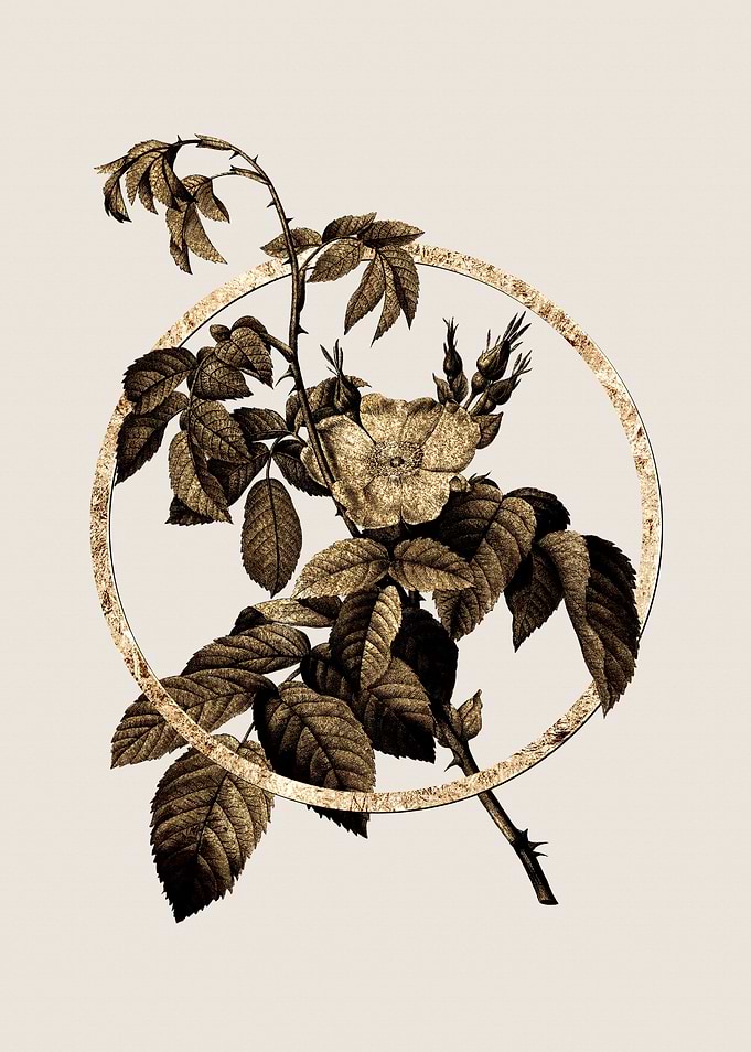 Gold Apple Rose Flower