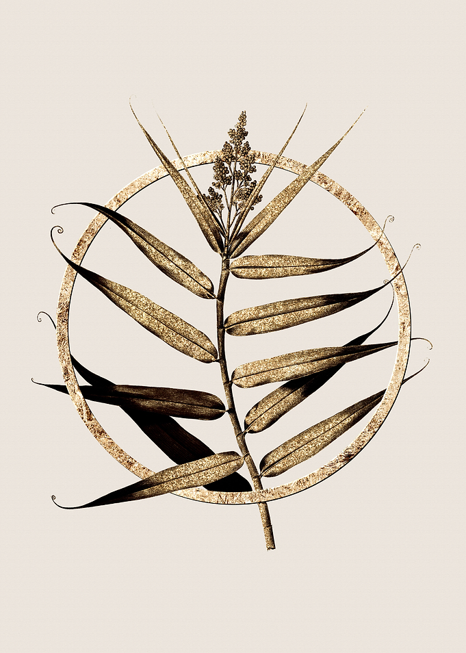 Gold Bush Cane Botanical