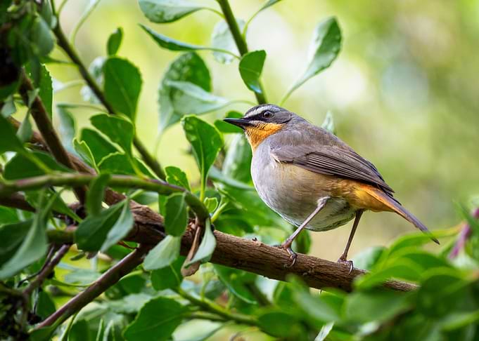 Bird