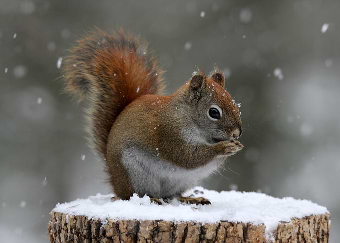 Squirrel