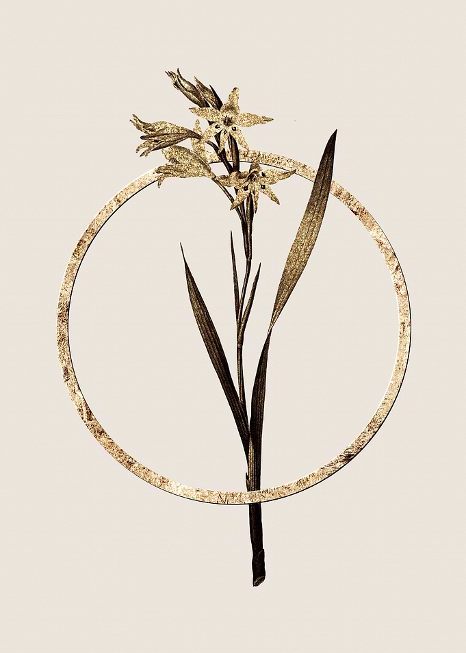 Gold Gladiolus Cuspidatus