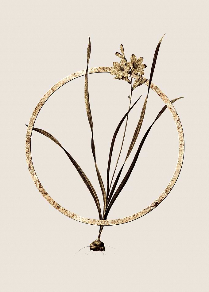 Gold Gladiolus Lineatus