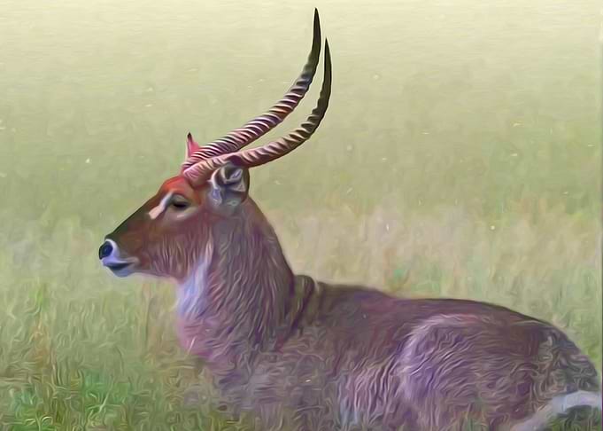 Waterbuck