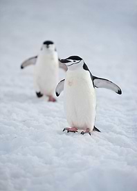 Penguins Animal