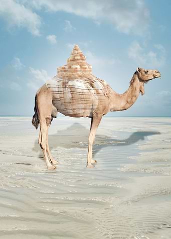 Mountain Camel