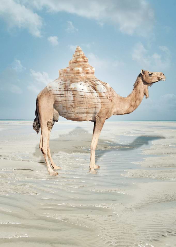 Mountain Camel