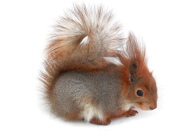 Squirrel