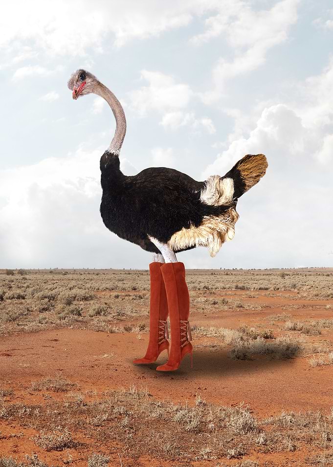 Ostrich with Boots
