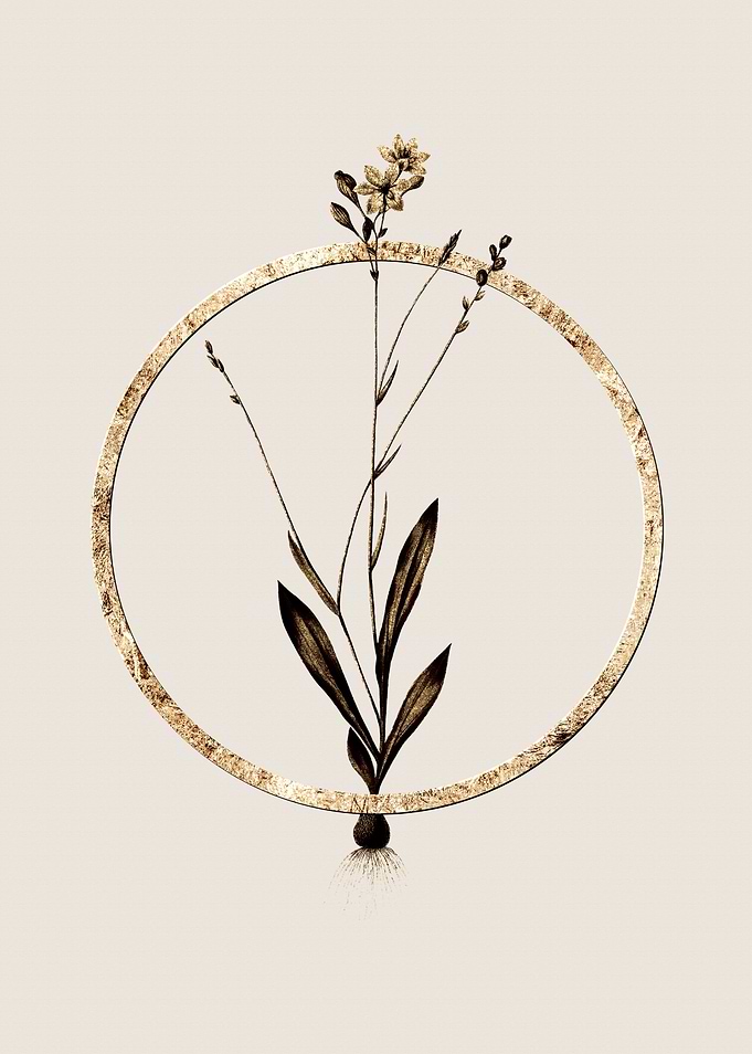 Gold Gladiolus Junceus