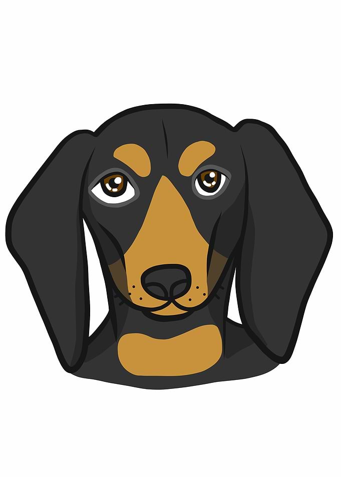 Dachshund dog face