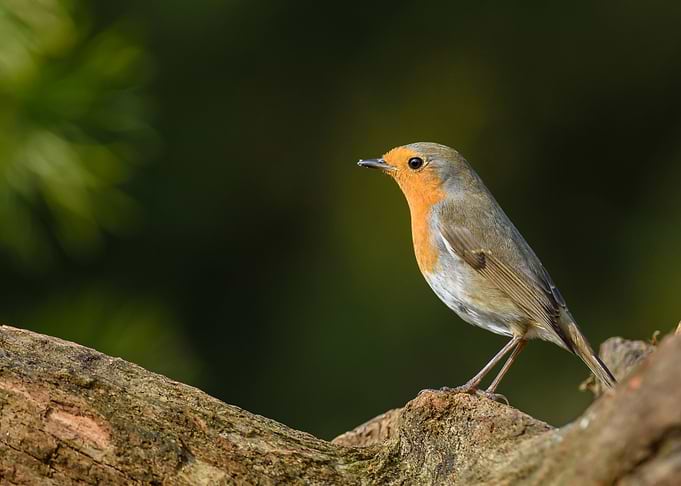 Bird
