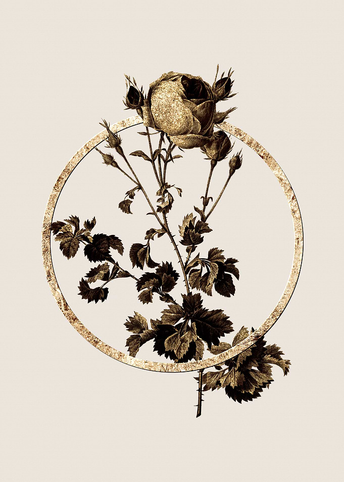 Gold Celery Cabbage Rose