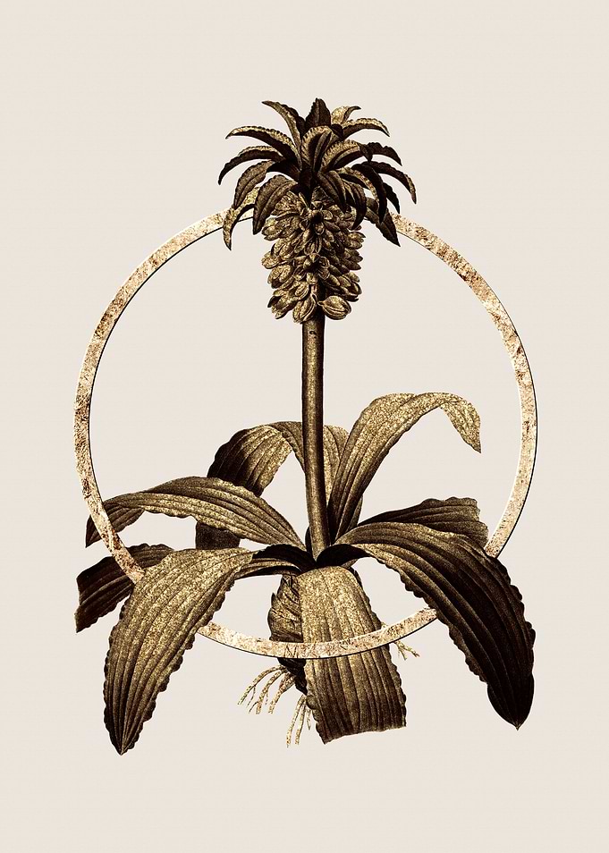 Gold Eucomis Regia Flower