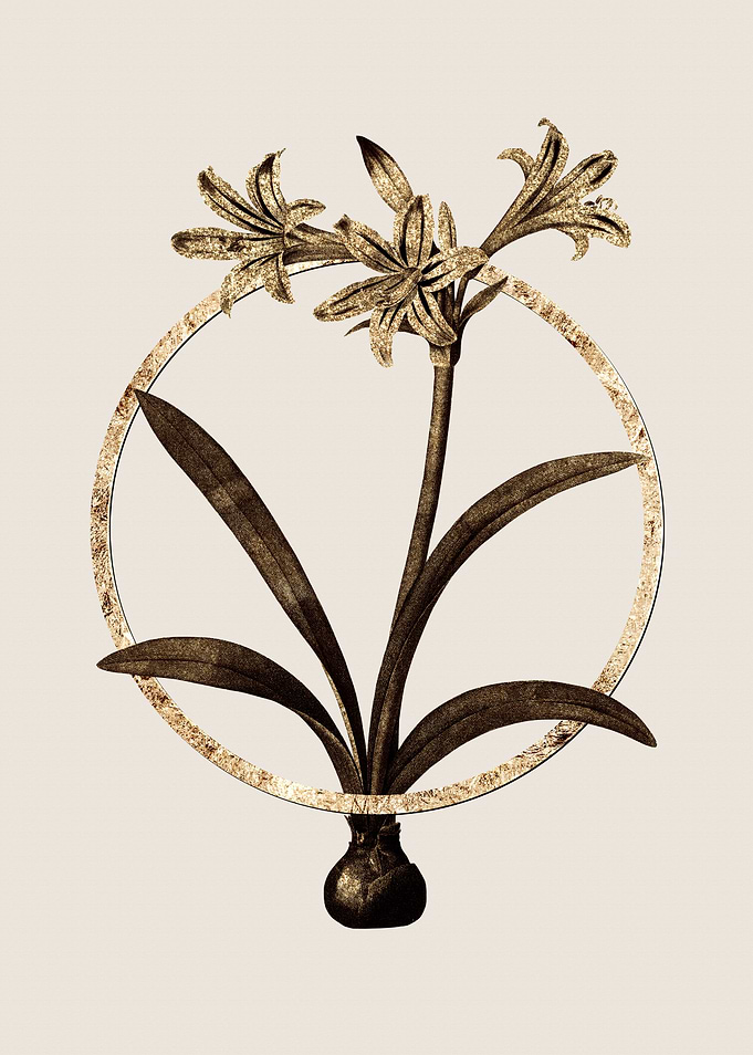 Gold Amaryllis Botanical
