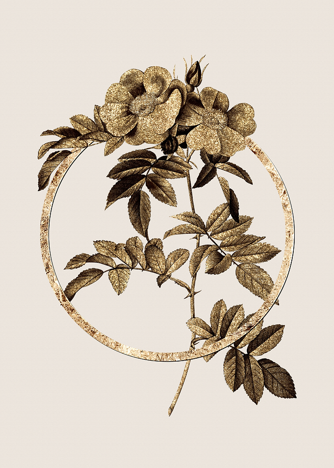Gold Shining Rose Flower