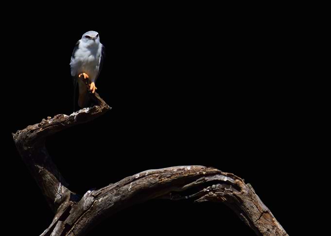 White Hawk