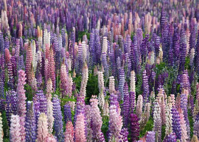 Lavender Flowers