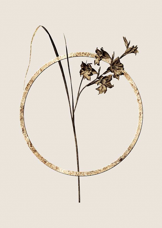 Gold Gladiolus Ringens