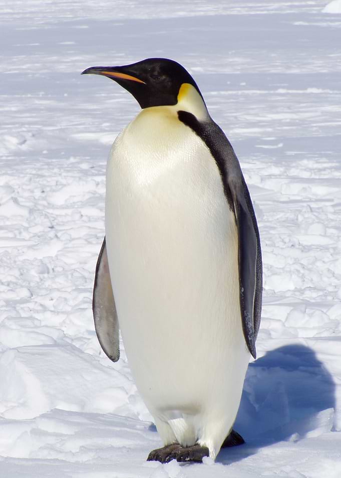 Penguins Animal