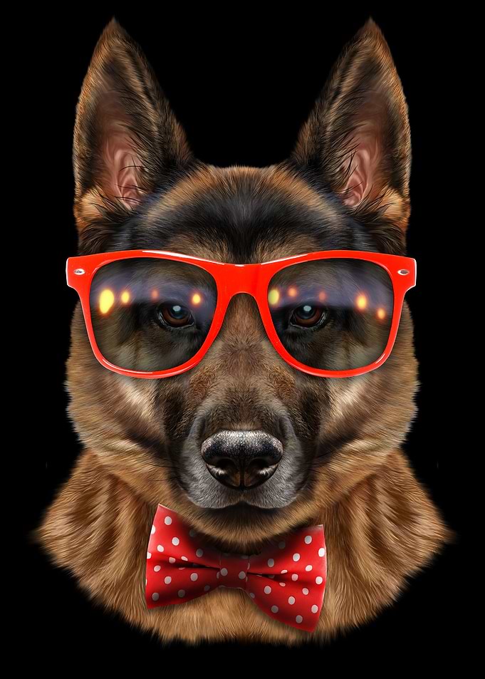 Dandy German Shepherd Dog