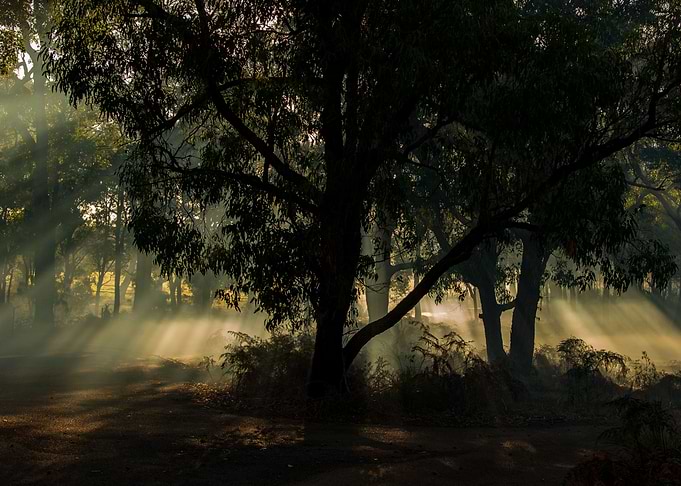 Morning Light